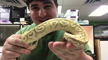 BANANA BALL PYTHON MORPHS!!!!