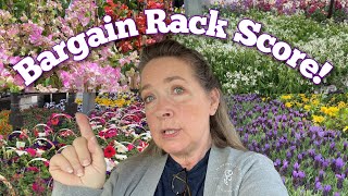 Bargain Plants at Lowes Garden Center for Spring Containers!