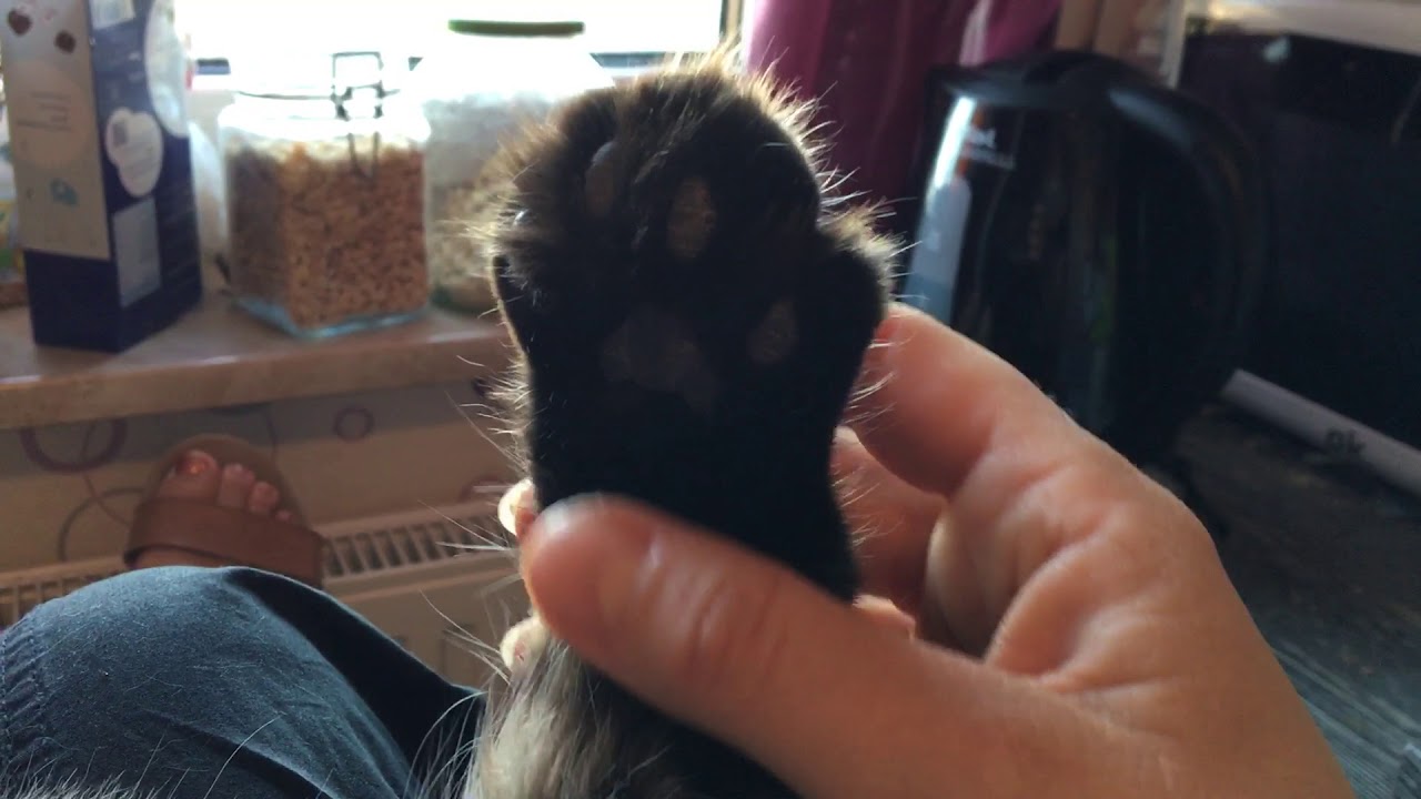 Giving my cat a paw massage YouTube