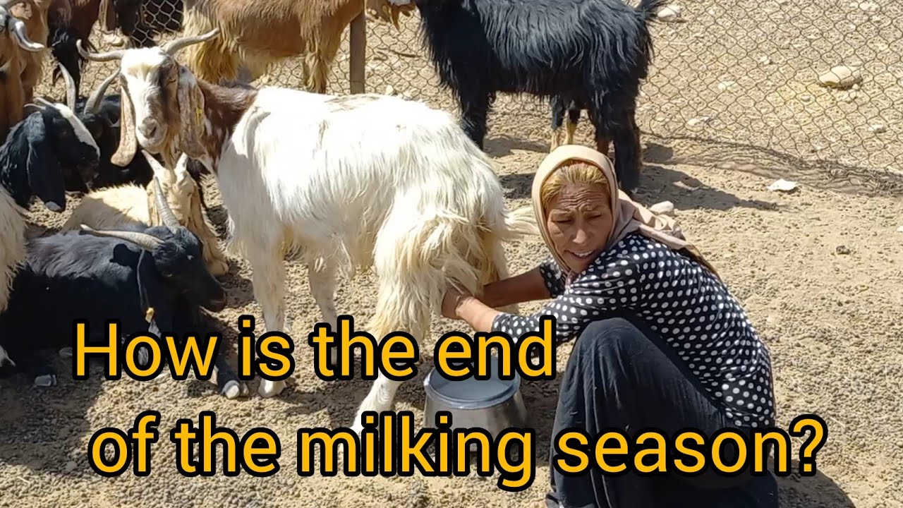 The last milking of the goats, the nomad woman's attempt to get goat