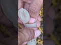 Catch the old bee queen.