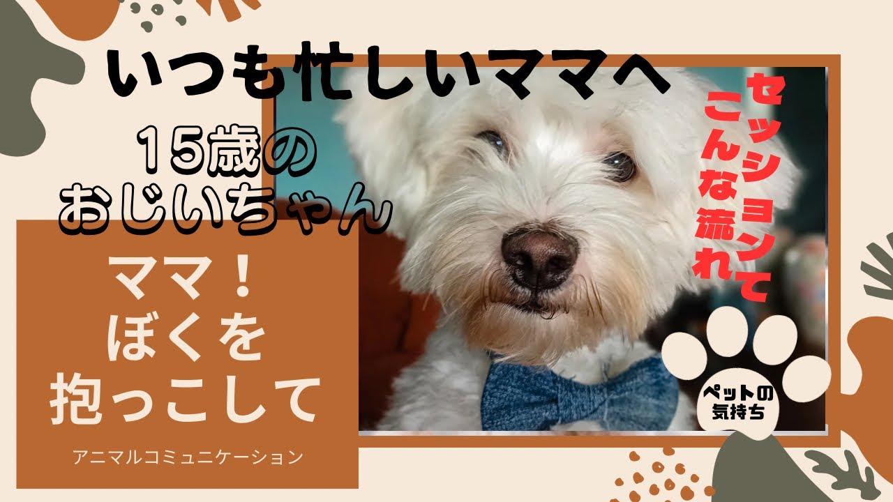 アニマルコミュニケーション　ペット動物と楽しく愉快に暮らすには　元祖 アニマルコミュニケーション』ペットさんの日常 - YouTube