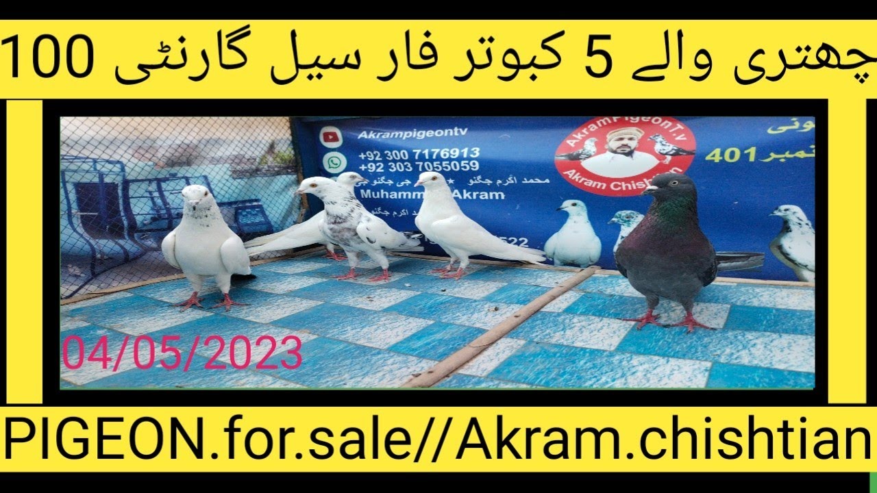 PIGEON.for.sale//PIGEON.kernel//کارگو آل پاکستان چینل لائک سبسکرائب
