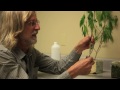 Grow Cannabis - Dying Plant Up Close & Personal - By Jorge Cervantes