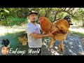 Amazing breeds of chickens  kakaibang uri at lahi ng mga manok  entongs world