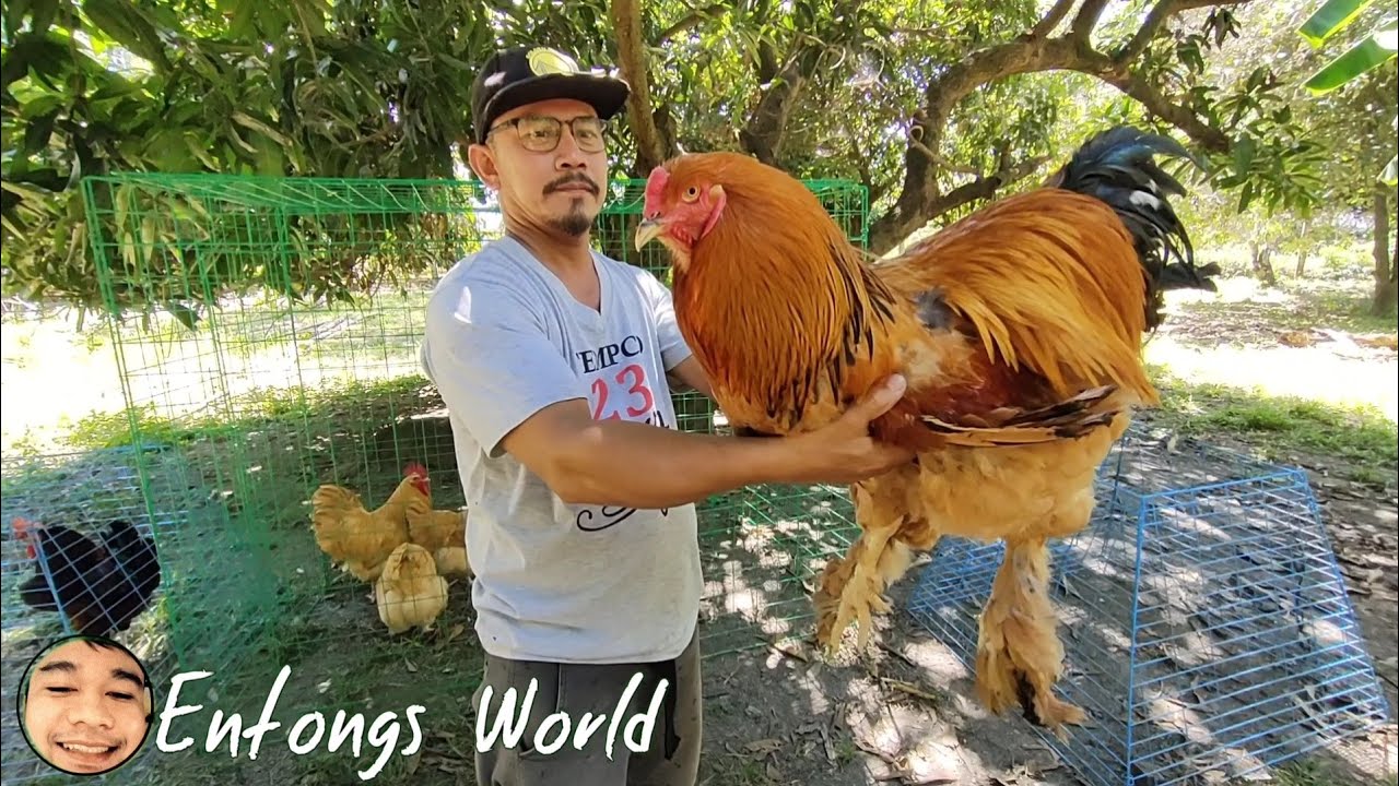 AMAZING BREEDS OF CHICKENS | KAKAIBANG URI AT LAHI NG MGA MANOK | Entongs World