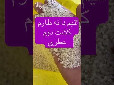 نیم دانه طارم کشت دوم عطری قیمت مناسب