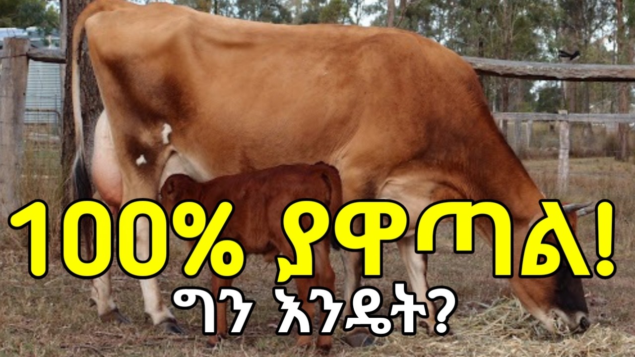 100% የሚያዋጣ ሥራ ነው! ግን ይህ እንዴት ሊሆን ይችላል? በርካቶች ወደ ተሻሻሉ የወተት ላሞች እርባታ እየገቡ ነው!