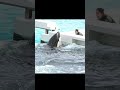 ラビーちゃんと匠トレーナーさん、#shorts