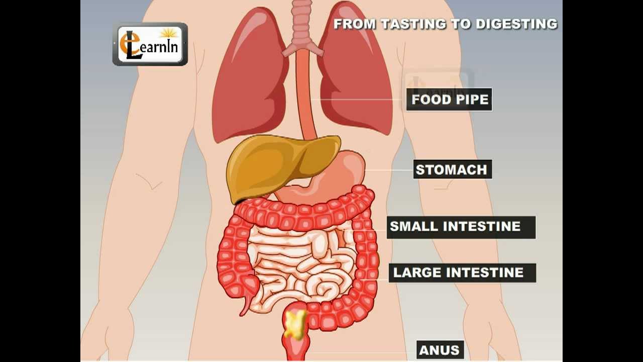 From Tasting To Digesting Science YouTube from-tasting-to-digesting-science-youtube