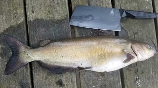 Catfish Catch Clean & Cook  Bank Fishing Tips and How to Catch Catfish from Shore