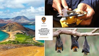 ¿Existen murciélagos vampiros en las Islas Galápagos? [Ecuador]