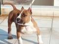 AMSTAFF -BLADE-