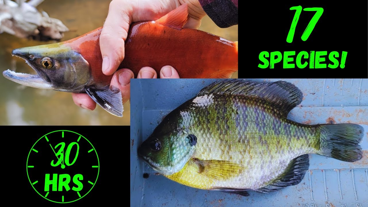 Catching 17 Fish Species in a Weekend - YouTube