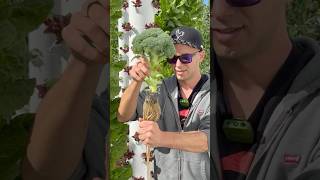 You can grow over 160 different crops using this soilless farming method #farming #gardening