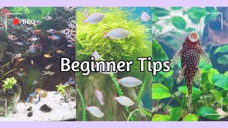 Essential Aquarium Tips for New Owners