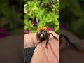 ツツジにいる巨大なハチ。クマバチが可愛すぎたので遊んでみた【ジェイ・ワークス】 滋賀のハチ駆除「ジェイ・ワークス」#クマバチ #ハチ駆除 #滋賀県 #ジェイワークス #もふもふ #可愛い #癒し動画