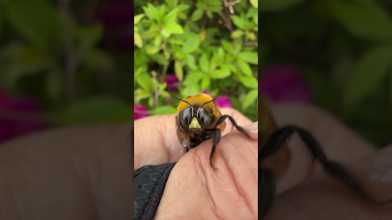 ツツジにいる巨大なハチ。クマバチが可愛すぎたので遊んでみた【ジェイ・ワークス】 滋賀のハチ駆除「ジェイ・ワークス」#クマバチ #ハチ駆除 #滋賀県 #ジェイワークス #もふもふ #可愛い #癒し動画