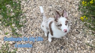 Бордер колли 4 месяца | Щенок | Border Collie 4 months | puppy | Дрессировка щенка