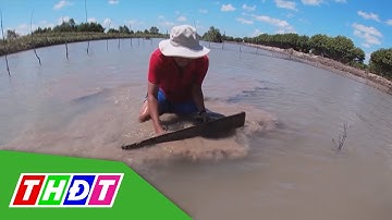 Hiệu quả mô hình nuôi sò huyết trong vuông tôm | THDT