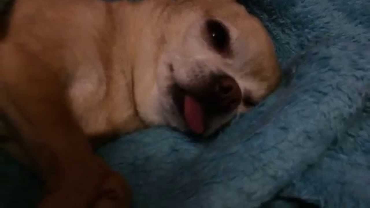 Чихуахуа спит с высунутым языком, открытыми глазами и храпит!))) - YouTube