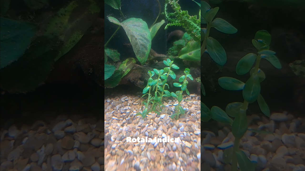 New Plants #liveaquaticplants #hightechtank #aquarium