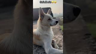 Ak number gafadi orio🤣😂#funny#comedy#pets #labrador #foryou #puppy #shortsfeed#dog#cute #funnypet