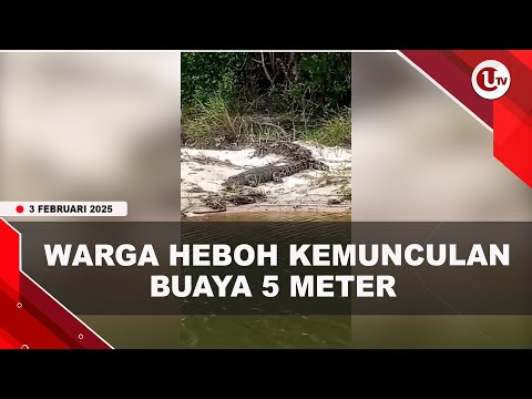 WARGA DIHEBOHKAN KEMUNCULAN BUAYA 5 METER DI SUNGAI DESA TELUK BAKAU  | U-NEWS
