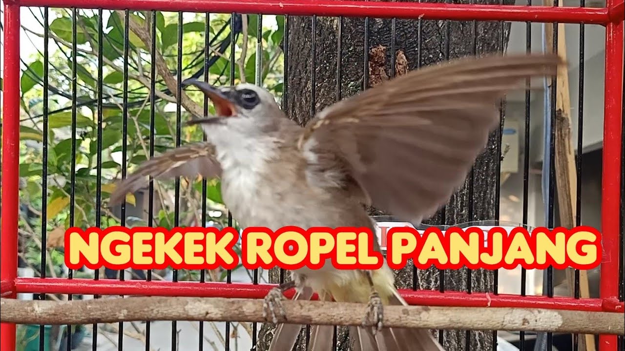 Pancingan Trucuk Gacor Ropel Panjang 