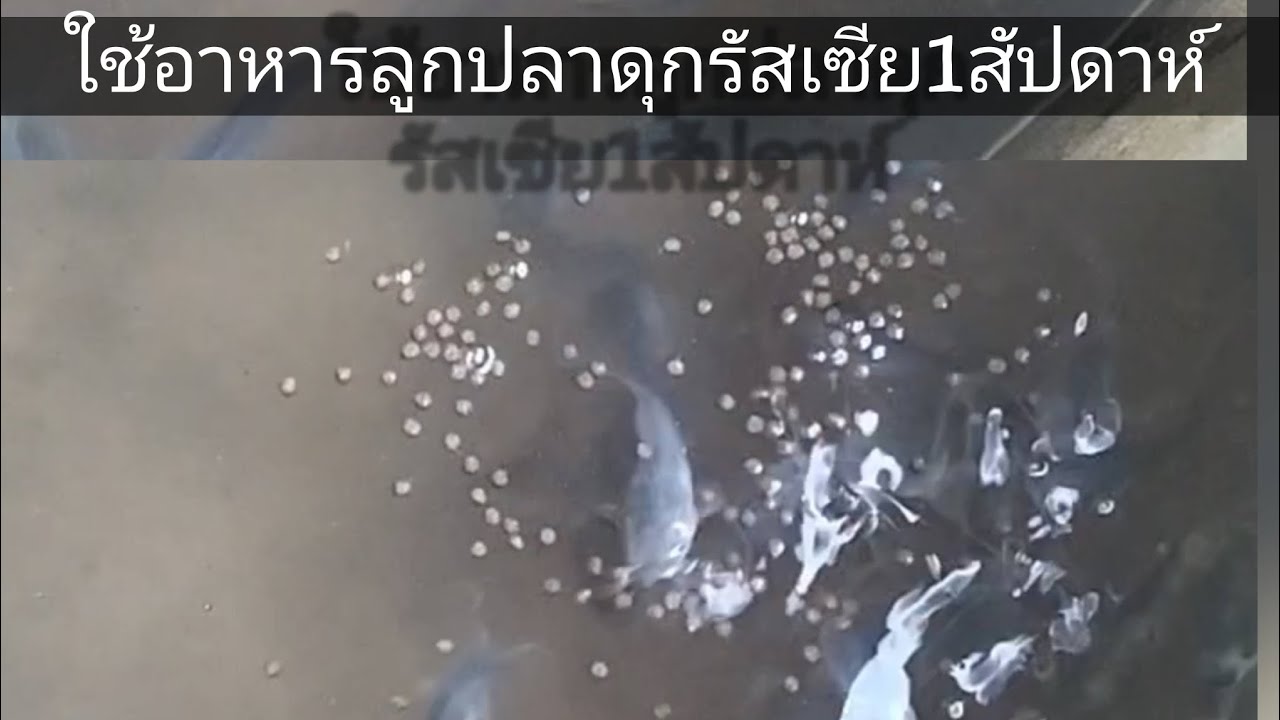ให้อาหารปลาดุกรัสเซีย1สัปดาห์🐟