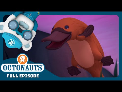 The Duck-Billed Platypus