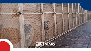 Petition calling for change at the Harnett County Animal Shelter gains over 2,000 signatures