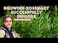 Rosemary growing indoors pruning techniques root pruning
