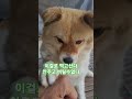 내놔 간식 #강아지 #cute