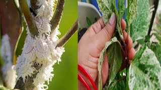 Remove mealy bug from any plants/ मिलीबग को हटाए सिर्फ 1रुपए में