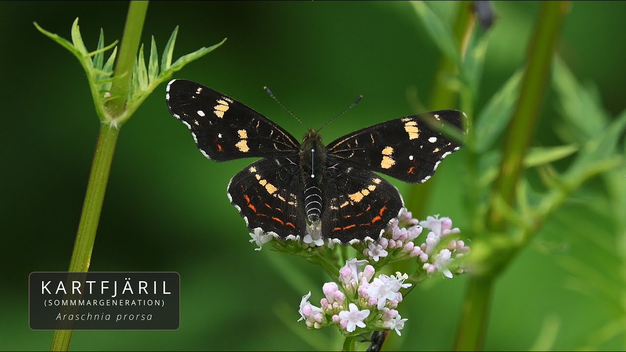 KARTFJÄRIL-SOMMAR GEN. (Araschnia levana/Map Butterfly)