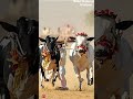 Jodi bailachi khillari /best pola special what's ap status