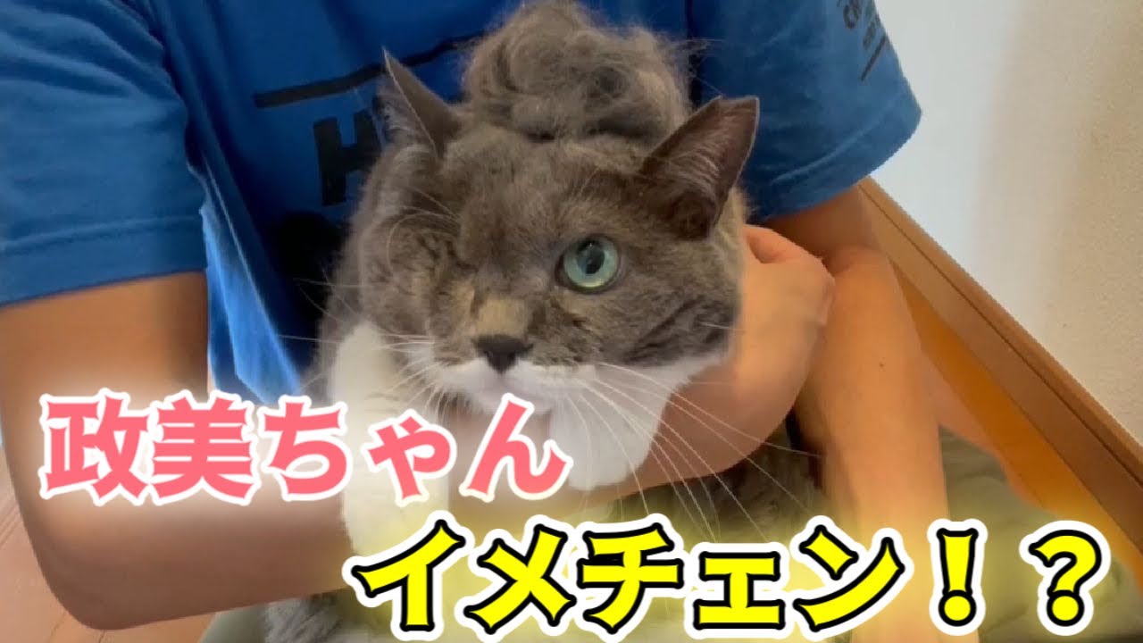 高級抜け毛ブラシを伊達政美ちゃんに使ってみる【brush for cat】