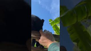 All cats love me. Working on my winter garden. by Bruce Ryba 196 views 4 months ago 1 minute, 22 seconds