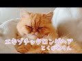エキゾチックロングヘアの長毛猫、とくがわを紹介します! /exoticlonghair