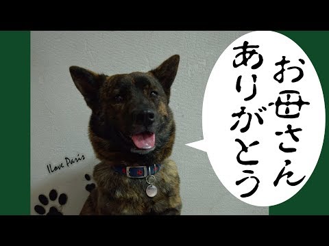 甲斐犬が１年ぶりに母と弟に会いに行く＝！【甲斐犬・柴犬】