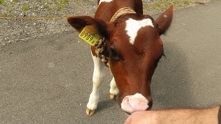 PARAGLIDERS & PETTING A BABY COW IN LAUTERBRUNNEN - Switzerland - Leonard Does Europe S1 E29