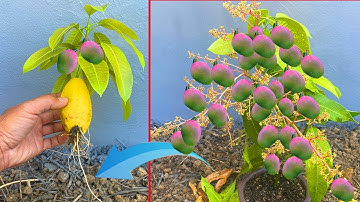 How to propagate mango from cutting-crafting idea mango tree grow fast success 100% 2