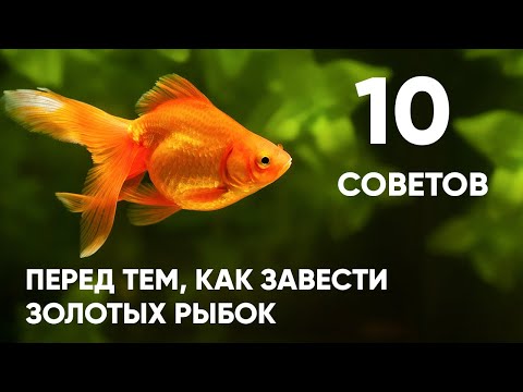 10 советов перед тем, как завести золотых рыбок