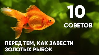 10 советов перед тем, как завести золотых рыбок