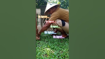 Thumbnail of tukang kebun Un grrrrr MASSEE #cover #music #mashup #remix #song #hiburan #lucu #hiburansegar #video