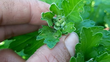 Bông cúc đại đóa tết 2022(21/11âl)xịt thuốc sâu tăng cường cho giai đoạn cuối#ToanNguyen#0933760844