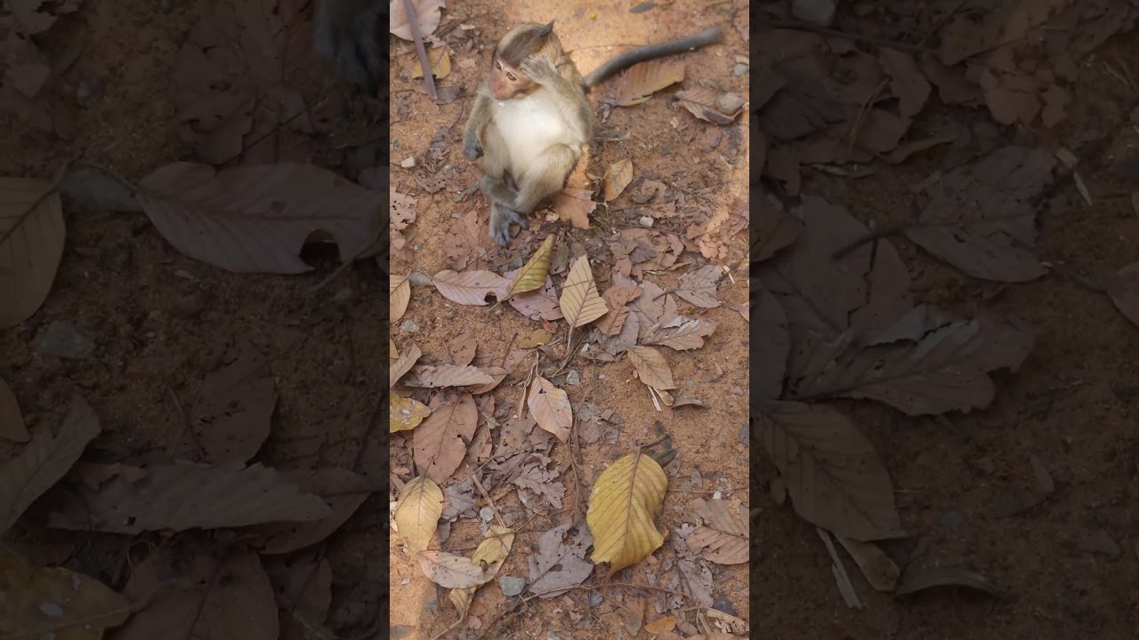 Nisa is sitting wondering what and 