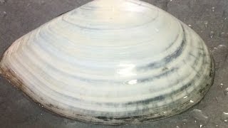シロ貝捌き方 醤油焼き Youtube