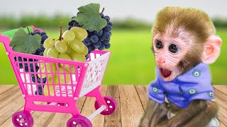 Bibo Harvests Grapes In His Tiny Indoor Garden